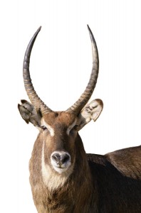 waterbuck