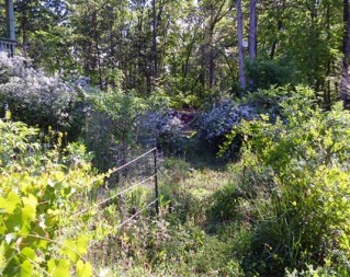 The survival garden in its second year hidden in the forest.