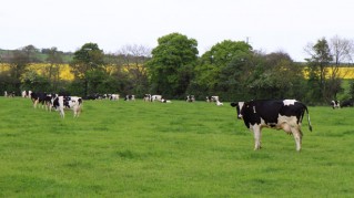 Dairy cows