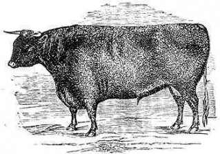 Devon bull