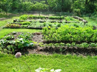 our garden