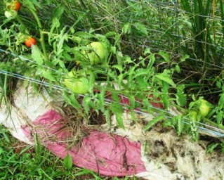 T-shirt mulch