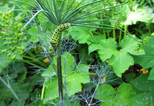 Dill and squash