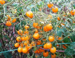 October tomatoes