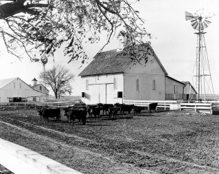 farm with windmills