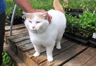 greenhouse cat