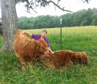 Scottish Highland cattle