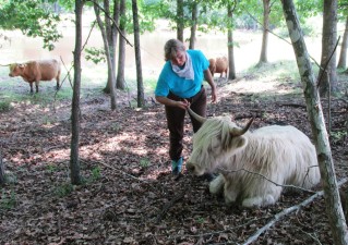 cattle in woods