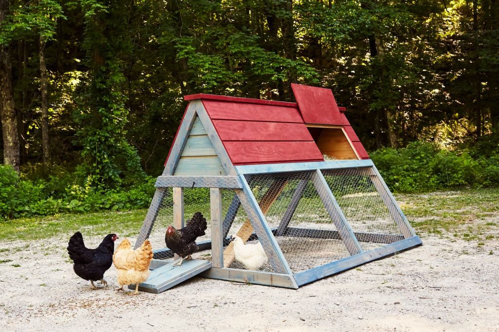 Chicken Coop Ideas for Amateurs