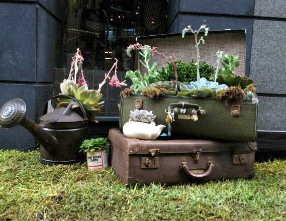 Plants in a Suitcase