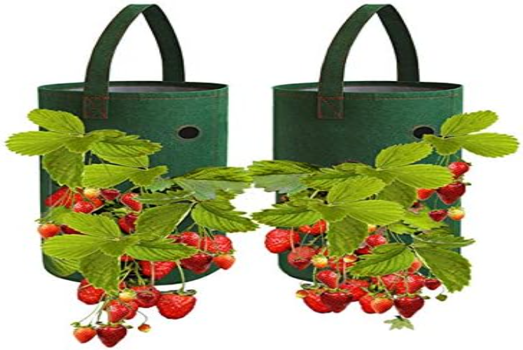 Strawberries Out of Hanging Bags
