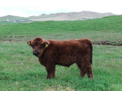 Benston Highland Cow calf