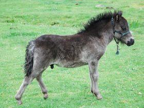 Schiehallion Skald