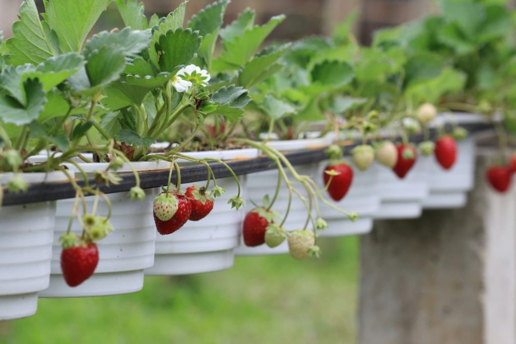 12 DIY Strawberry Planter [with plans!]