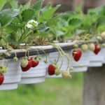 12 DIY Strawberry Planter [with plans!]