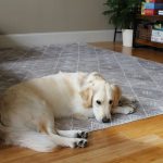 Our Honest Ruggable Review